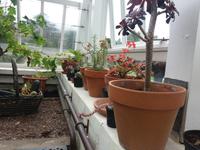 Kylemore Garden 1