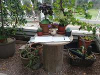 Kylemore Garden 1
