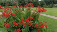 Muckross Park Montbretien
