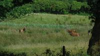 Muckross Park Rotwild