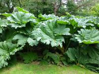 Muckross Park