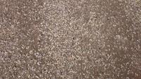Muschelschwemme am Strand von Inch auf Dingle