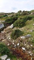 Natur pur