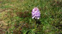 Orchidee - Knabenkraut