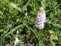 Orchidee