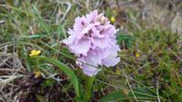 Orchidee
