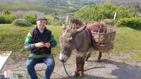 Paddy the Donkey