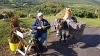 Paddy the Donkey