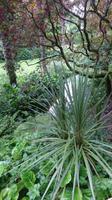 Pflanzen aus aller Welt im Glenveagh Nationalpark