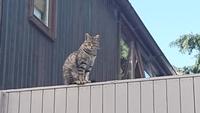 Pgönixpark-Katze