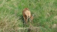 Reh im Nationalpark