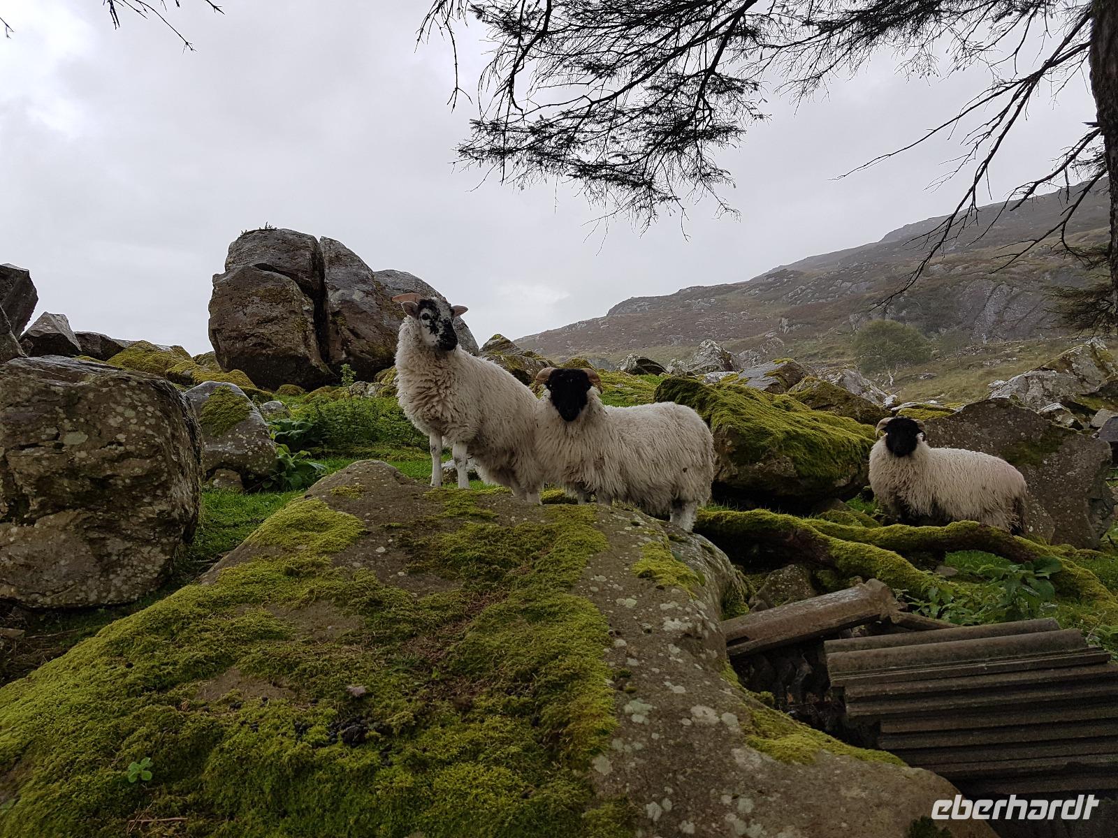 Ring of Kerry