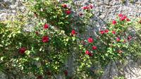 Rosen im Coole Park in Gort
