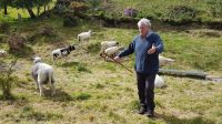 Schäfer am Ring of Kerry