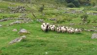 Schaftrieb am Ring of Kerry