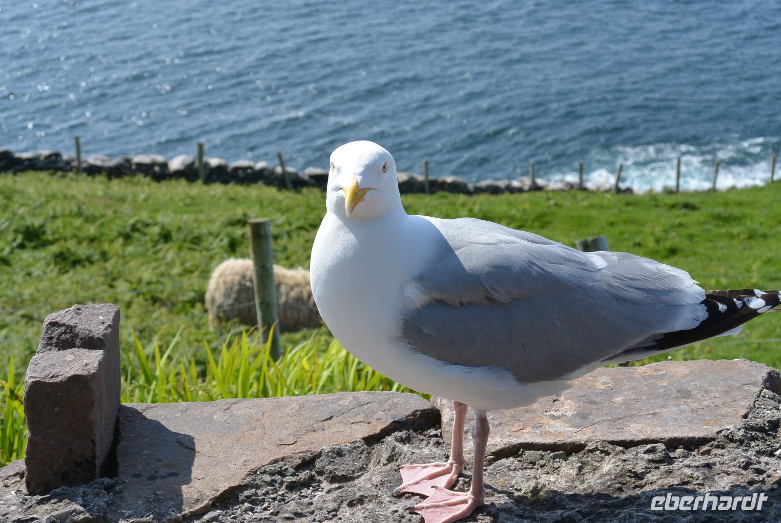 Tag 7 Dingle Slea Head Drive.JPG