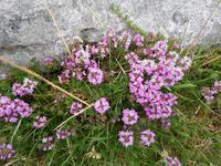 The Burren