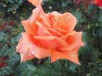 Tralee Rosengarten