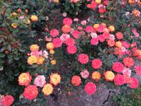Tralee Rosengarten
