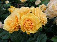 Tralee Rosengarten