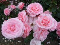 Tralee Rosengarten