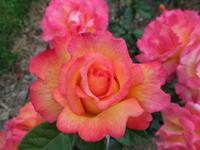 Tralee Rosengarten