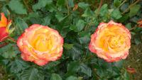 Tralee Rosengarten