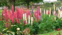 Tralee Rosengarten
