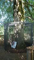 Unterschriftenbaum, Coole Park, Gort