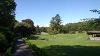 Unterwegs zum Unterschriftenbaum im Coole Park Gort