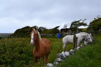 Wanderung im Burren