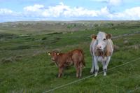 Wanderung im Burren