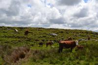 Wanderung im Burren