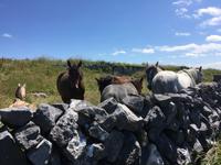 Wanderung im Burren