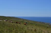 Wanderung im Burren