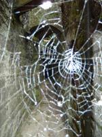 Whiskeyspinne?