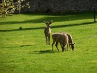 Wild im Coole Park