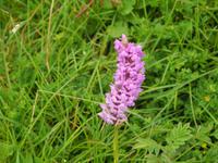 Wilde Orchideen