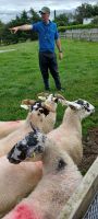 bei den Atlantic Sheep Dogs