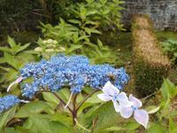  blaue Hortensien