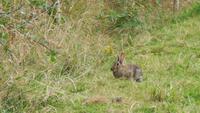 ... und Kaninchen!!!