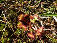 Sheeps Head - Sonnentau