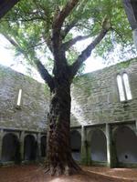 Muckross Abbey