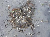 Viele Muscheln werden angespült