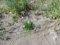 Schöne Gräser wachsen im Sand