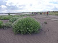 Interessante Gewächse überall