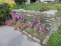 farbenfrohe Mauerblümchen