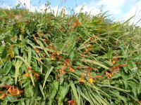 Monbretien wachsen hier am Strassenrand