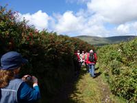 Fuchsien am Wegesrand