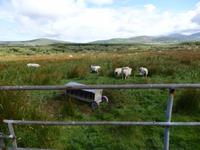 Schafe links und rechts des Weges